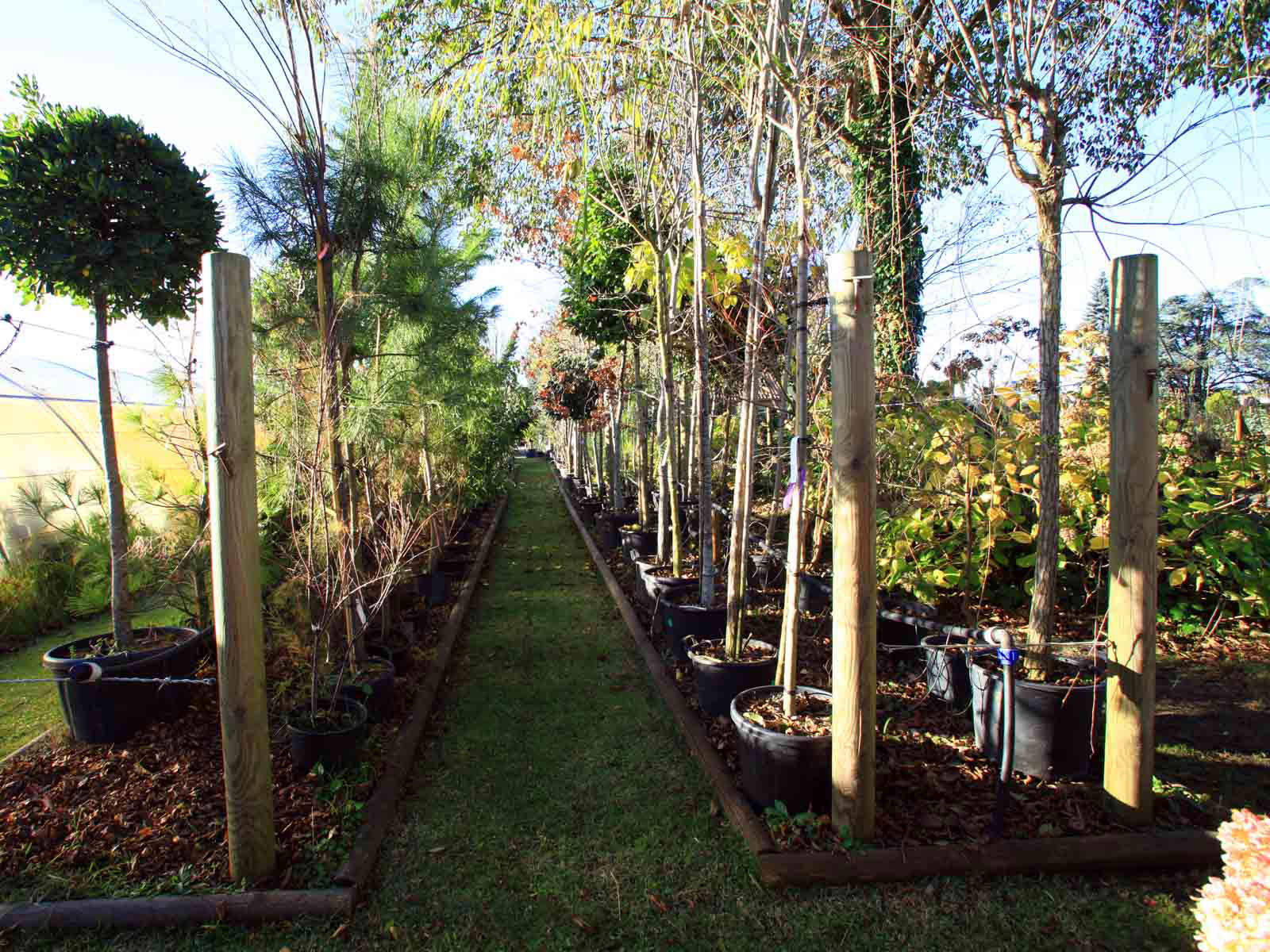 26arbres dornement